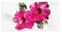 Hibiscus - Beach Towel Home-clothes-jewelry